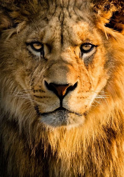 beautiful lion images hd|beautiful lion pictures wallpaper.